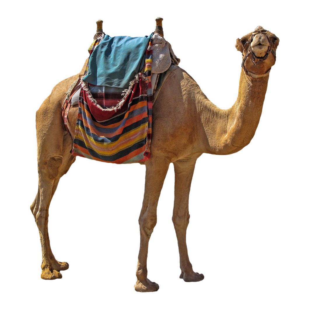 camel-png